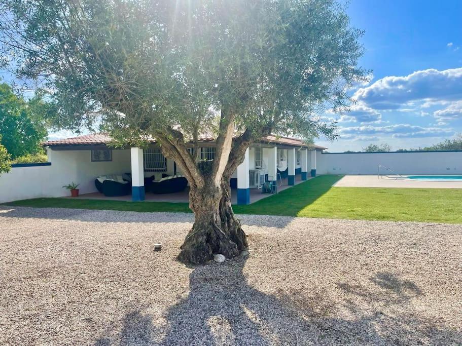 Casa Das Oliveiras Aviz Eksteriør bilde